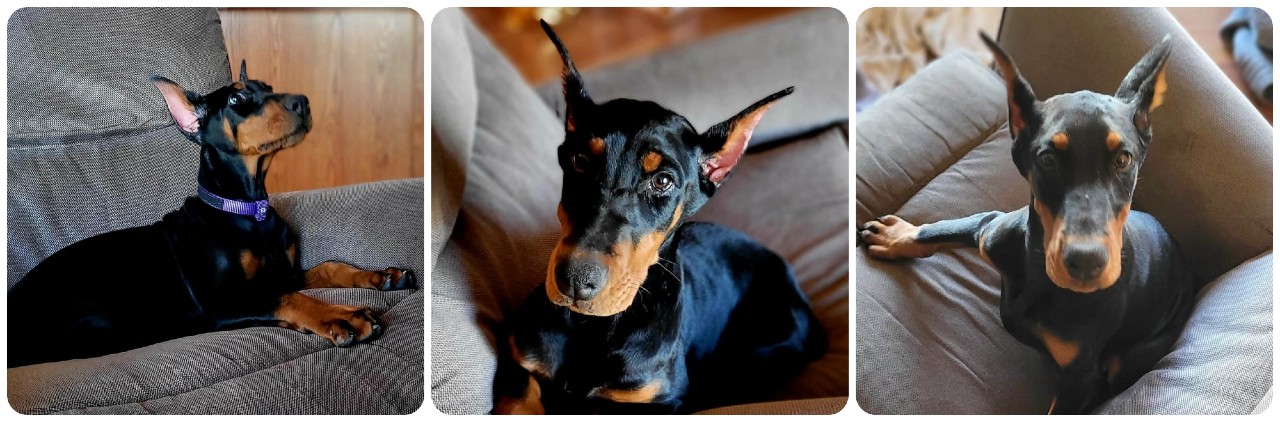 doberman puppies for sale