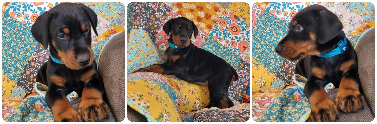 black female doberman puppy picture of doberman puppies