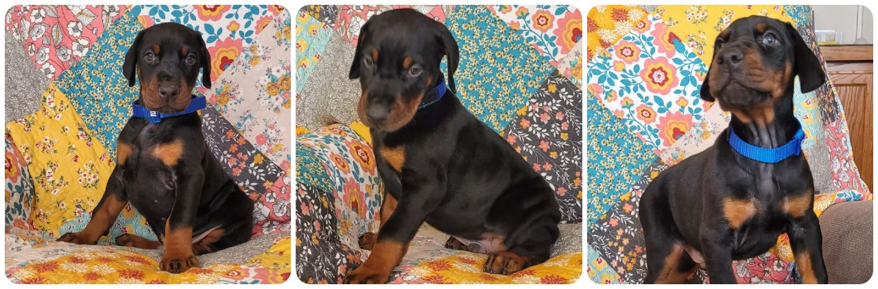 black male doberman puppy picture of doberman puppies