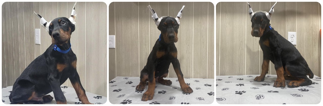 black male doberman puppy picture of doberman puppies