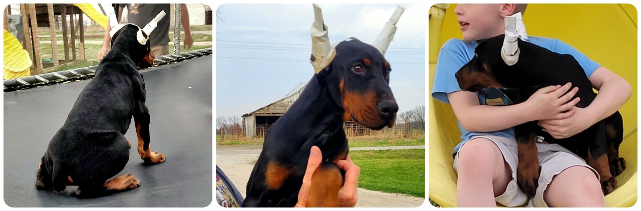 picture of doberman puppies