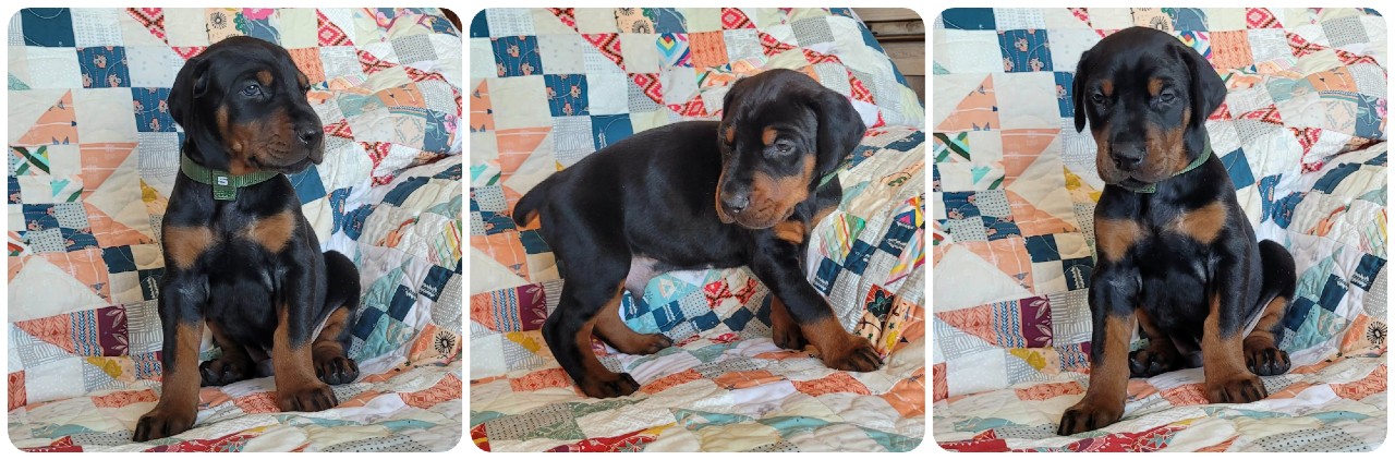 black male doberman puppy picture of doberman puppies