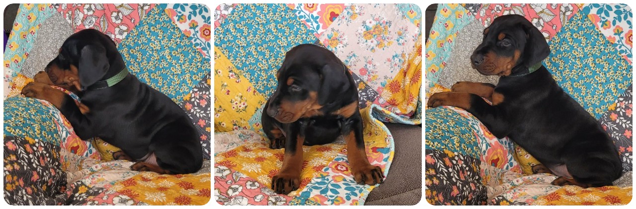 black male doberman puppy picture of doberman puppies