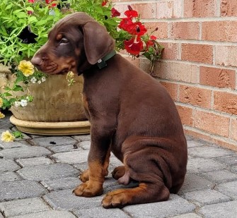 red doberman puppy for sale