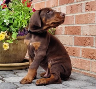 red doberman puppy for sale