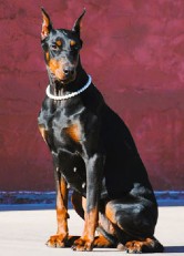 doberman manuka