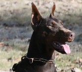 Kevlar doberman pics and health doberman pics and health