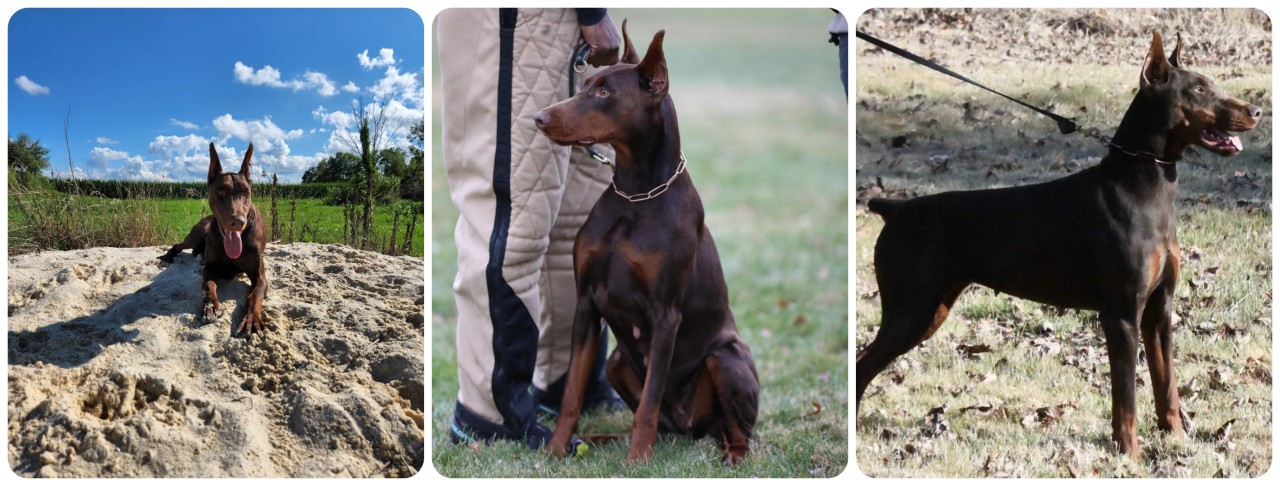 red doberman female