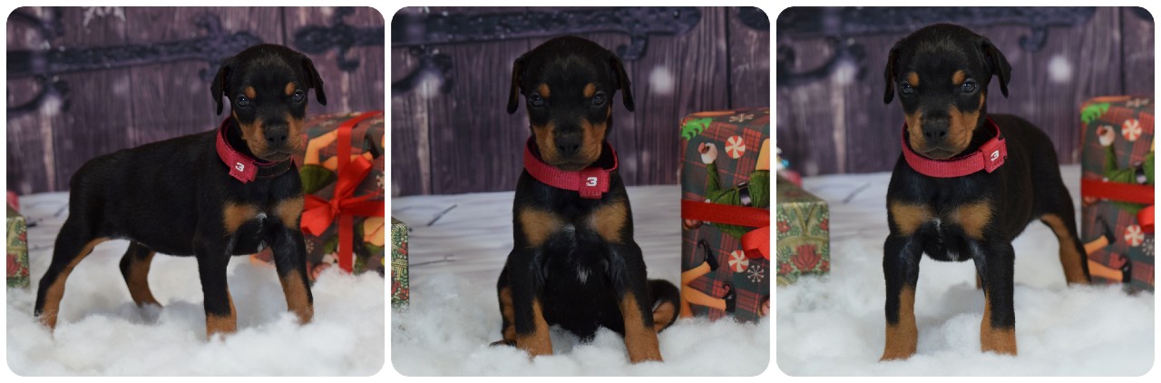 picture of doberman puppies