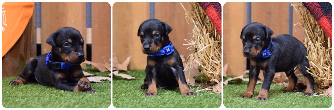 picture of doberman puppies