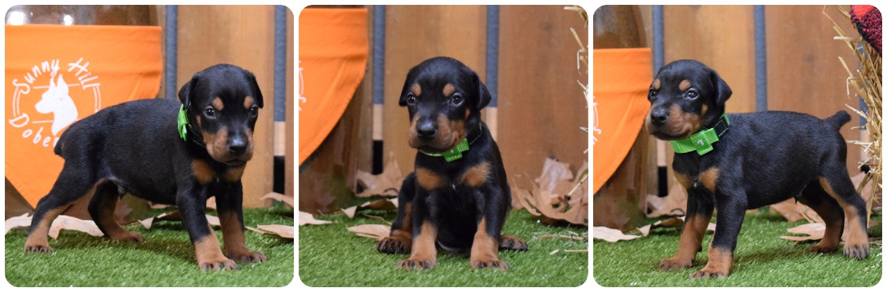 picture of doberman puppies