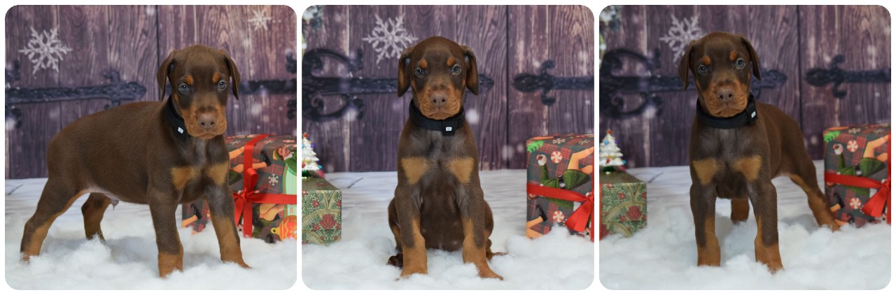 picture of doberman puppies