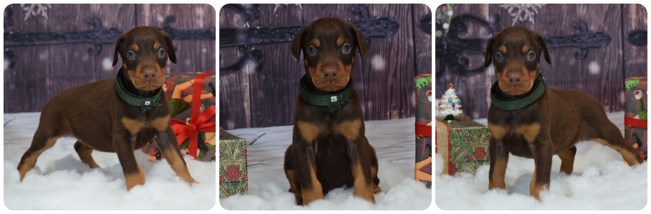 red female doberman puppy picture of doberman puppies
