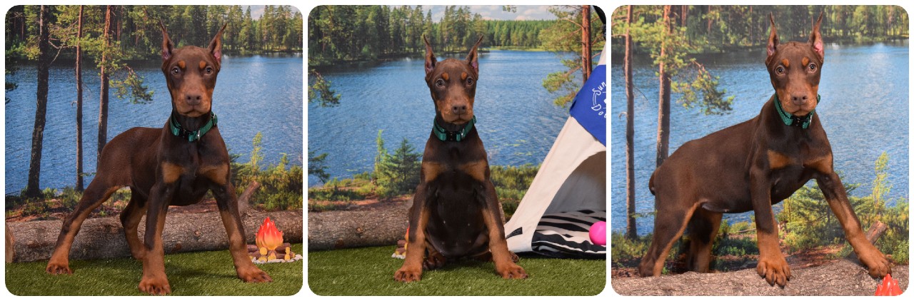 red female doberman puppy picture of doberman puppies