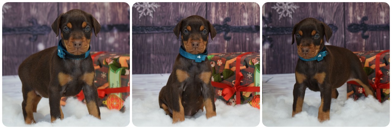 picture of doberman puppies