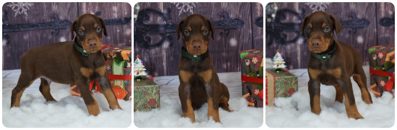 red male doberman puppy picture of doberman puppies
