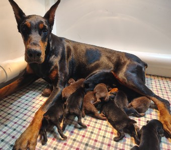 doberman puppies for sale