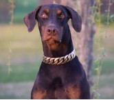Kevlar doberman pics and health doberman pics and health