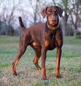 doberman stud dog
