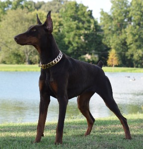 doberman manuka