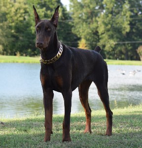 doberman manuka