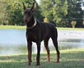 Manuca doberman