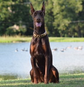 doberman manuka