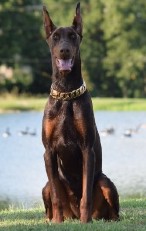 doberman manuka