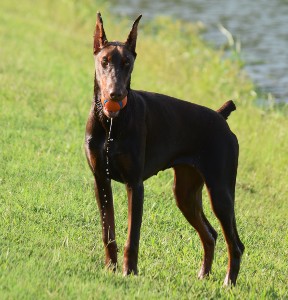 doberman manuka
