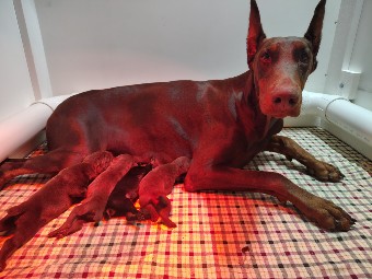 doberman puppies for sale
