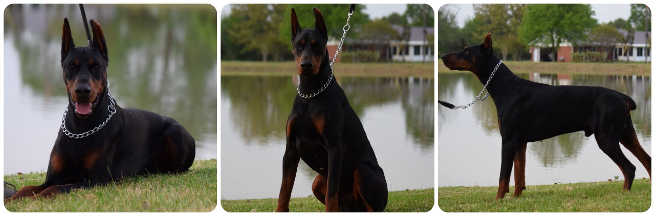 black male adulto doberman for sale
