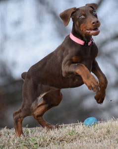 red doberman female sale