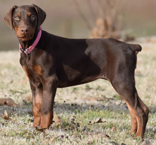 red doberman female sale