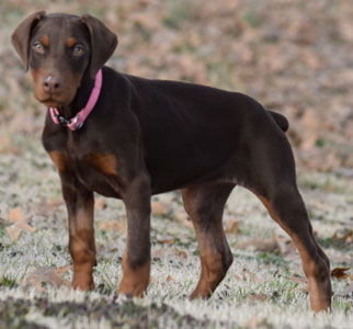 red doberman female sale