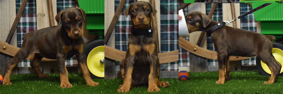 red doberman puppies for sale
