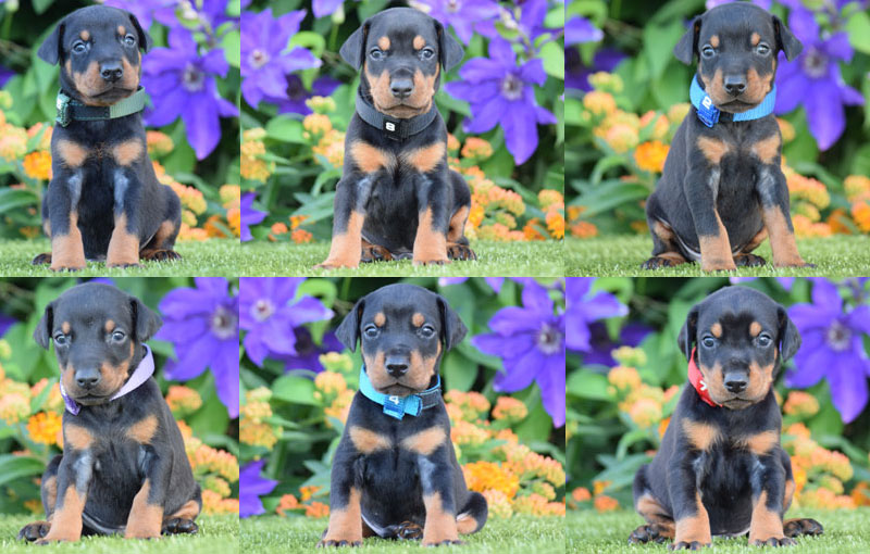 Doberman Puppies for sale in USA