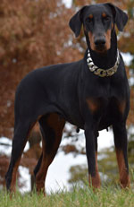 doberman female