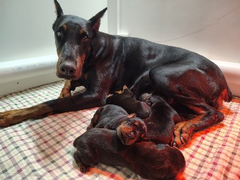 doberman puppies for sale