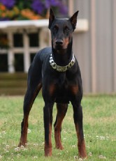 european doberman