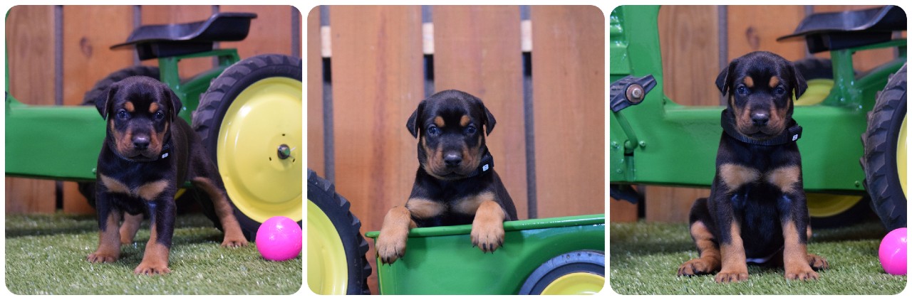 black female doberman puppy picture of doberman puppies
