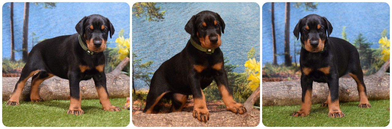 black female doberman puppy picture of doberman puppies