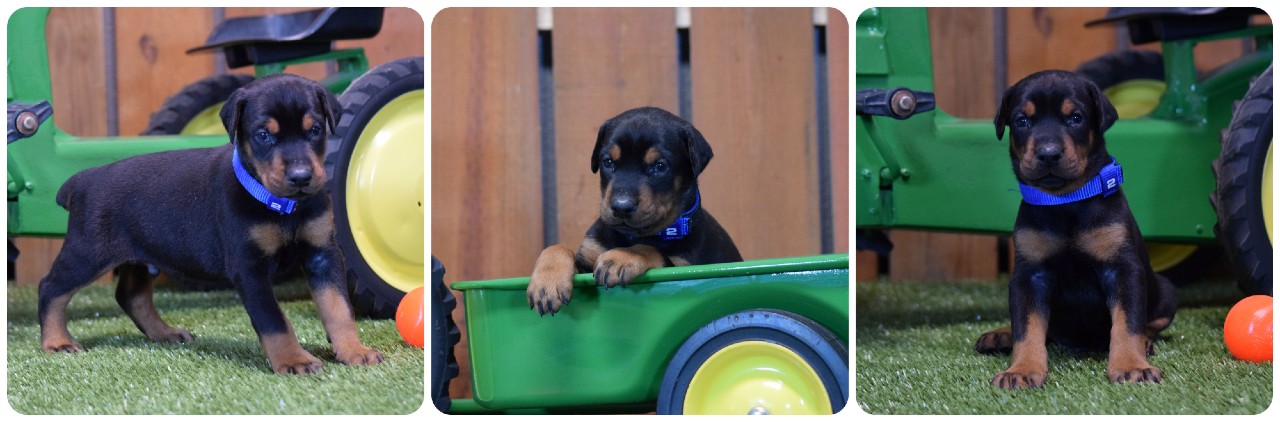 black male doberman puppy picture of doberman puppies