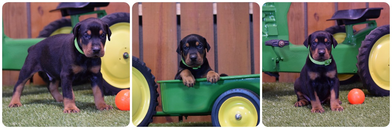 black male doberman puppy picture of doberman puppies