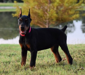 doberman puppies for sale