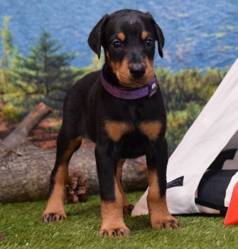 doberman puppies for sale