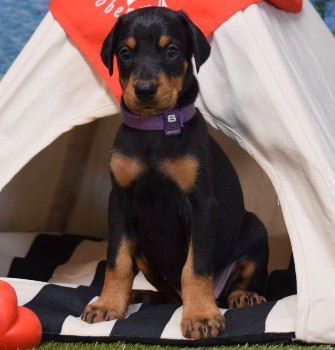 doberman puppies for sale
