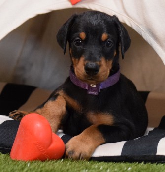 doberman puppies for sale