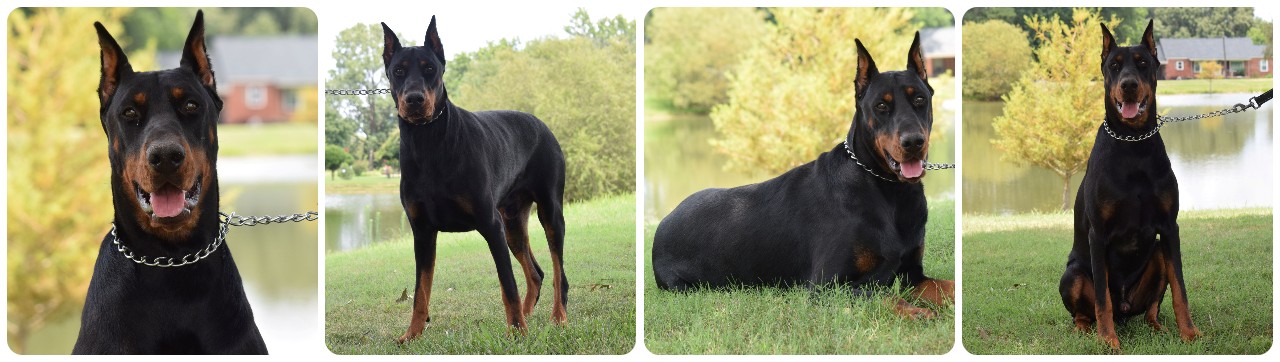 adult doberman for sale