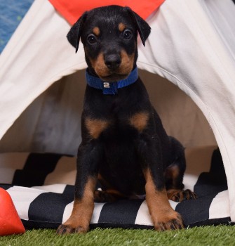 doberman puppies for sale