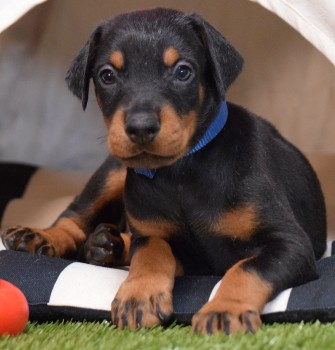 doberman puppies for sale